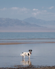 A pet dog with a red collar in the water of a wild beach on a lake with mountains in the background...