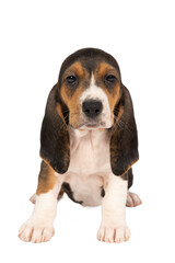 French basset artesien normand puppy sitting and seen from the front isolated on a white background