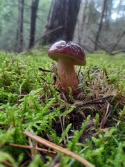 brown bay bolete ( Imleria badia)