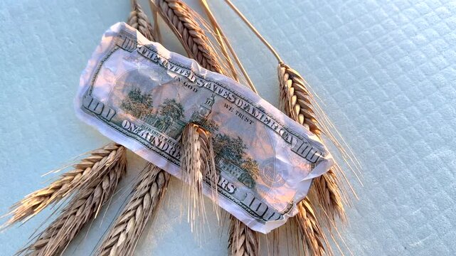 Wheat in holey dollar bill. Wheat as wasted money in agriculture. Global food crisis. Increasing prices for food bread worldwide. One hundred dollar bill on bundle of golden wheat stalks. Hunger.