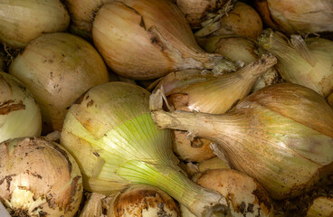 Close-up of fresh onions placed in a box.