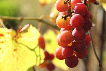 Bunch of grapes growing on a vine on a farm. Grape harvest in the garden. Natural background. Bunch of grapes on a blurred background. Berries with selective focus. Close-up of Lydia grape variety