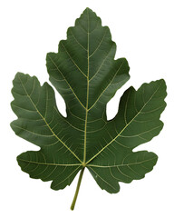 Dark Green Fig Leaf with Prominent Veins on Transparent Background plant nature isolated on a transparent background