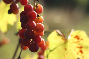 Bunch of grapes growing on a vine on a farm. Grape harvest in the garden. Natural background. Bunch of grapes on a blurred background. Berries with selective focus. Close-up of Lydia grape variety