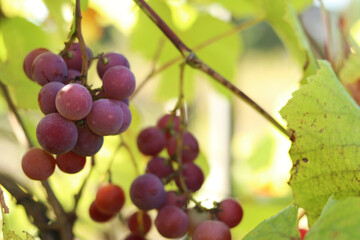 Bunch of grapes growing on a vine on a farm. Grape harvest in the garden. Natural background. Bunch of grapes on a blurred background. Berries with selective focus. Close-up of Lydia grape variety