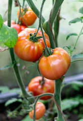 Red and green tomatoes in the greenhouse. New harvest.