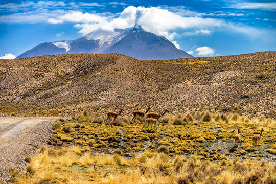 Vigognes dans le parc lauca