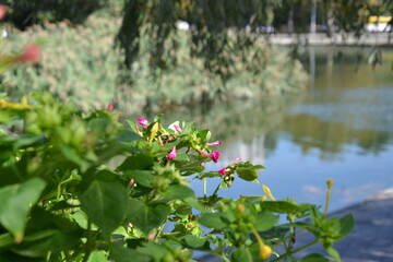 flowers in the garden