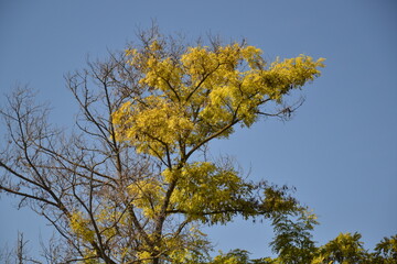 beautiful autumn tree alone
