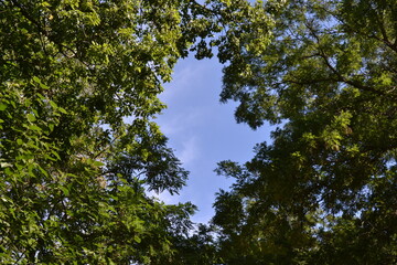 trees and sky