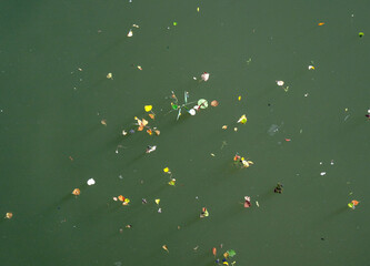Blüten und Blätter treiben auf der Wasseroberfläche