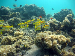 Colorful tropical fish on a coral reef, amazingly beautiful fairy world. In the coral gardens of the Red Sea.