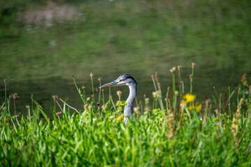 Naklejka premium Ein Graureiher guckt aus einer Wiese hervor