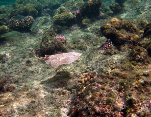 Stingrays. Leopard Electric Stingray - This electric stingray grows up to 100 cm and feeds on fish and bottom dwellers.