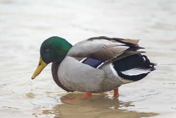 canard dans la neige à Verneuil sur Seine en France
