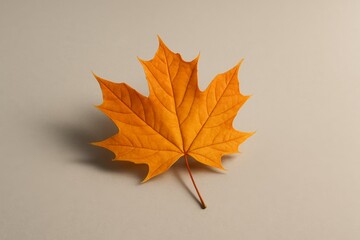 Minimalist image of an autumn leaf on a light background