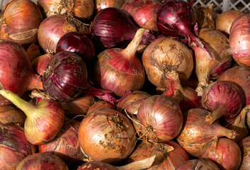 Fresh purple onion close-up, new harvest.