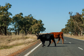 two cows crossing a paved road in a rural area
