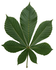 Horse Chestnut Leaf with Serrated Edges and Visible Veins on Transparent Background isolated on a transparent background