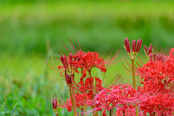 田園に咲く赤い彼岸花の群生
