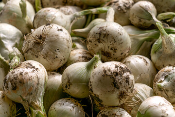 Fresh white onions close-up, stacked in a box.