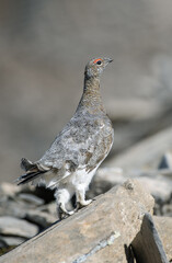 Rock Ptarmigan, (Lagopus muta) perfectly camouflaged in its native high altitude rocky habitat, the Rock Ptarmigan is increasingly at risk of extinction here in Italy.