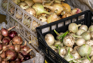 Three boxes of new crop white, yellow and purple onions.