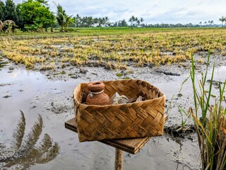 A woven bamboo basket offering sits in a flooded rice paddy field, post-harvest. The sesaji or offering before farmers work on the field.