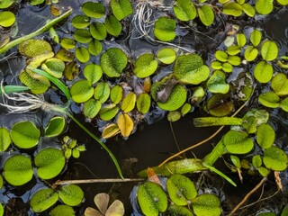 Close-up view of Salvinia, a vibrant green aquatic plants in a shallow body of water, showcasing intricate leaf patterns and textures.