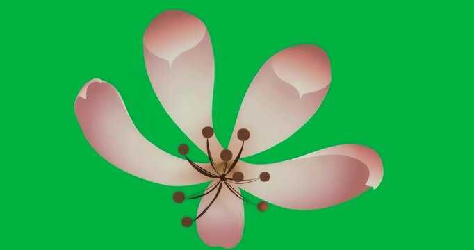 Frame sequence starting showing stylized blossom staying motionless against transparent background
