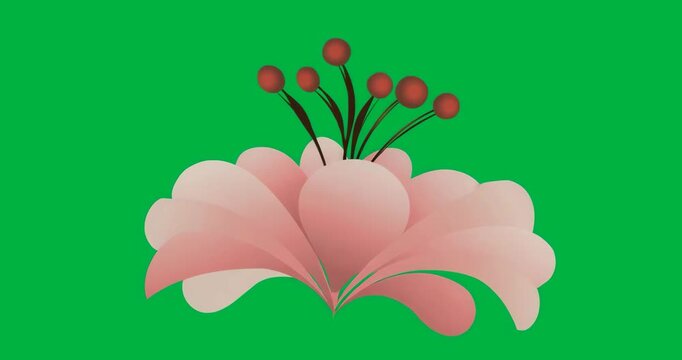 Bud on transparent background being triggered by pink shapes, petals fanning illustrating bloom