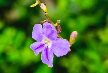 A macro photo of purple Acistasia gangetica flowers in the garden.
