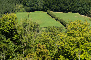 Nature of Austria, alpine meadows and forests.