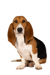 French basset artesien normand puppy sitting and seen from the front isolated on a white background