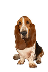 English basset hound sitting and seen from the front isolated on a white background