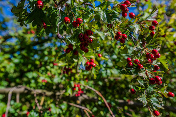 Hagebutten wachsen an einem Strauch im Sonnenlicht an einem klaren Herbsttag
