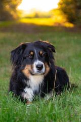 Tricolor dog with black, white, and tan fur lying on green grass in a field at golden hour, looking calm and attentive with warm sunlight in the background.