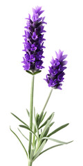 Fototapeta premium Two Purple Lavender Stalks with Green Leaves on White Background flower plant isolated on a transparent background