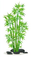 Green bamboo plant with black stones
