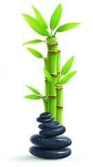 Green bamboo plant with black stones