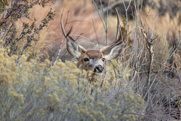 Big mule deer buck making its way into the clearing for the rutting season