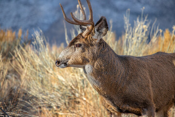 Mule deer buck during the fall rutting season.