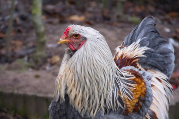 Beautiful young Brahma rooster close up photo