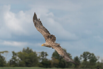 White tailed eagle - haliaeetus albicilla - in flight, soaring with blue sky  and green trees in background. Photo from Szczecin lagoon in Poland.