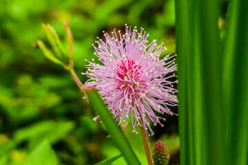 Beautiful macro photo of pink flowers in the garden.