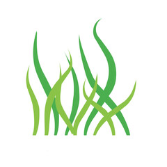 Green algae aquatic  © Arif