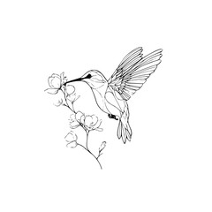 Obraz premium Hummingbird line art drawing vector illustration with flower branch nature design for print and tattoo art