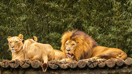 A family of Lions,  in the Sao Paulo Zoo, in Brazil