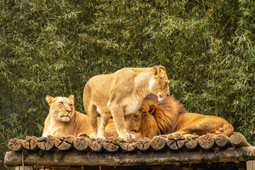 A family of Lions,  in the Sao Paulo Zoo, in Brazil