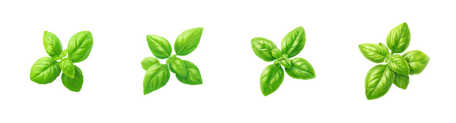 Fresh Green Basil Sprigs, Healthy Herb Isolated PNG set Transparent backround